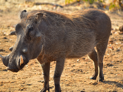 Un phacochère dans la savane en Afrique