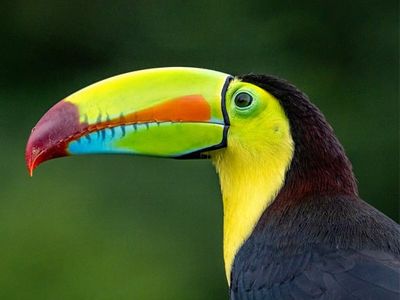 Vue de profil d'un toucan