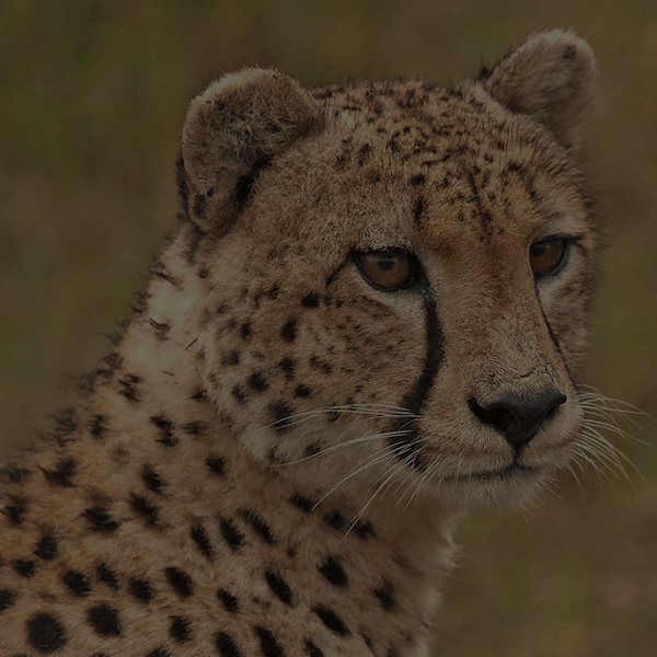 Les animaux d'Afrique