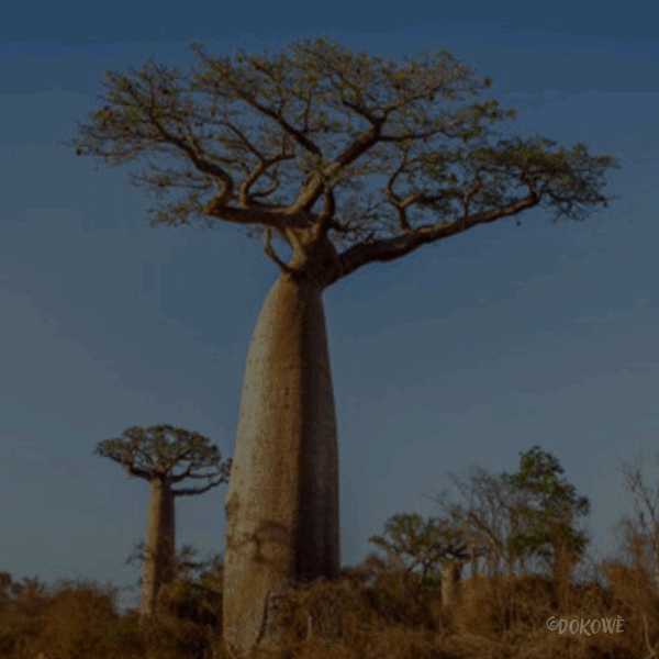 Explore la végétation africaine